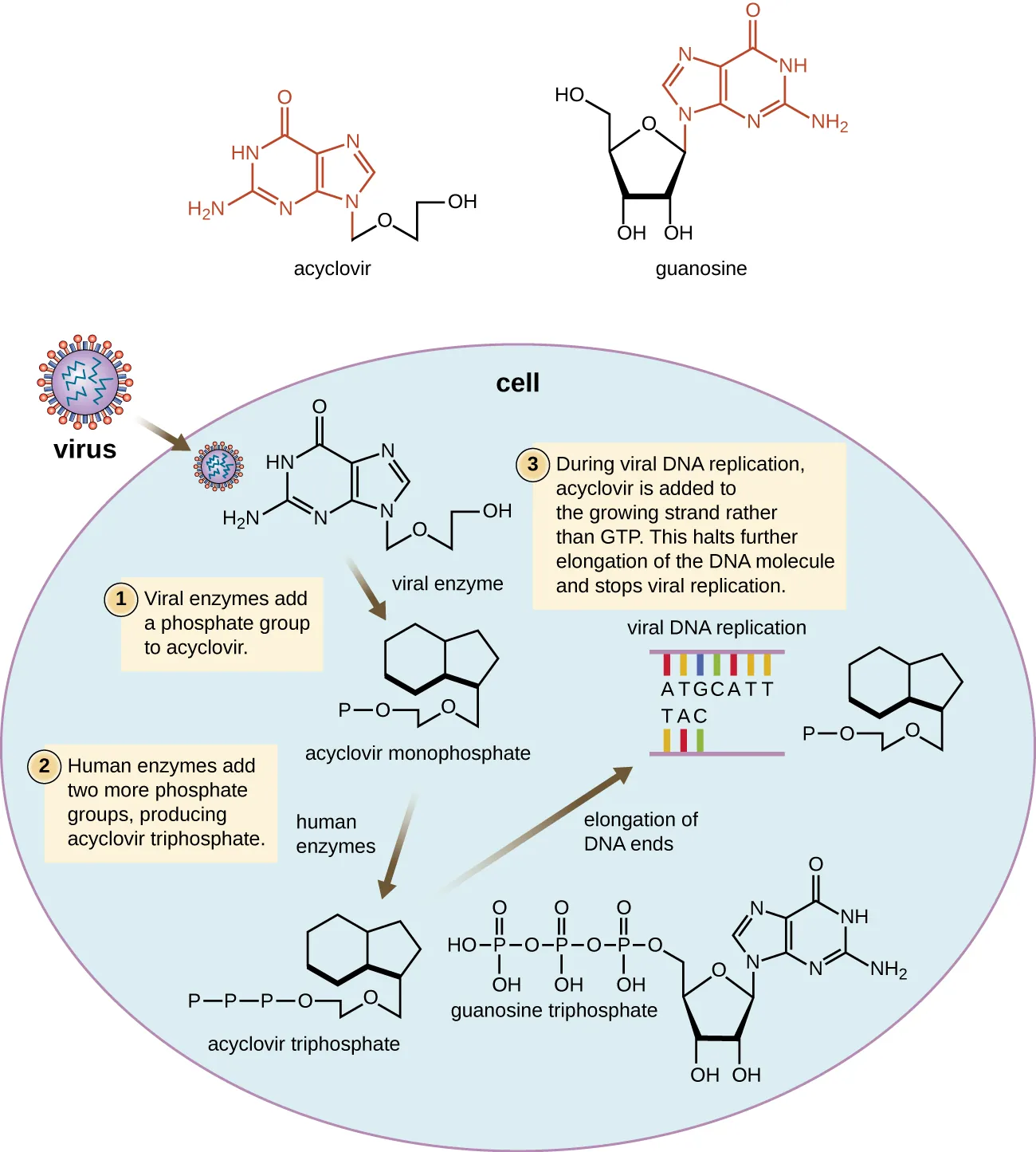 Acyclovir diagram. Description below.