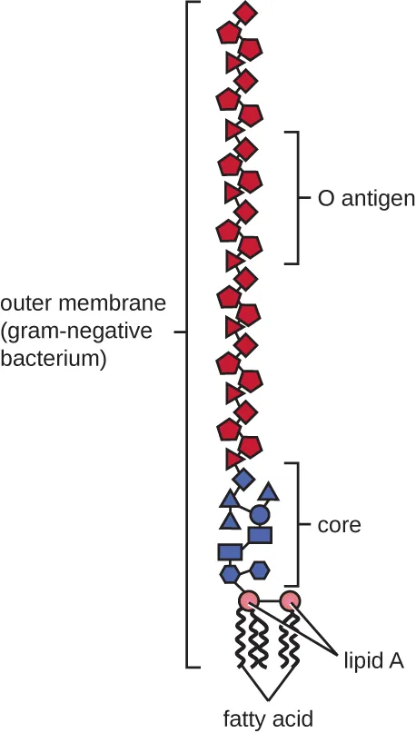A diagram of the outer membrane of gram-negative bacteria. Description below.