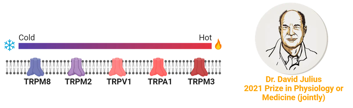 Left shows 5 different TRP channels in a cell membrane, arranged by sensitivity to temperature (cold to hot: TRPM8, TRPM2, TRPV1, TRPA1, TRPM3). Right shows a monochromatic drawing of Dr. David Julius.