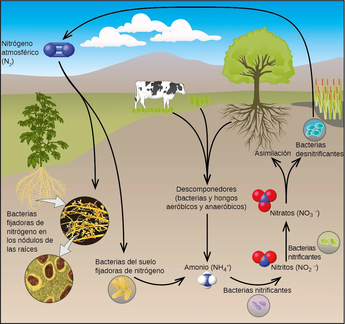 Se muestra un diagrama de flujo. En el centro del diagrama se muestran una vaca, hierba y un árbol. Las flechas orientadas hacia abajo conducen desde ellos a la frase "Descomponedores (bacterias y hongos aeróbicos y anaeróbicos)". Una flecha orientada hacia abajo conduce a un modelo de espacio lleno con un átomo azul enlazado a cuatro átomos blancos. El modelo está marcado como "Amonio (N H subíndice 4)". Una flecha orientada hacia la derecha conduce desde esta molécula a otra molécula que está compuesta por un átomo azul enlazado a dos átomos rojos. El modelo está marcado como "Nitritos (N O subíndice 2 superíndice signo negativo)". Debajo de esta flecha hay una imagen de un círculo con dos estructuras en forma de varilla. Está marcada como "Bacterias nitrificantes". Sobre la etiqueta de los nitritos hay una flecha hacia arriba que lleva a un átomo azul que tiene un enlace simple con tres átomos rojos. El modelo está marcado como "Nitratos (N O subíndice 3 superíndice signo negativo)". Junto a esta flecha hay una imagen de un círculo con dos estructuras en forma de varilla marcadas como "Bacterias nitrificantes". La marcación de los nitratos tiene una flecha de doble punta hacia arriba que lleva a dos imágenes: una de las raíces del árbol que está marcada como "Asimilación" y otra que lleva a la imagen de un círculo con cuatro estructuras de forma ovalada que está marcada como "Bacterias desnitrificantes". Una flecha orientada a la izquierda conduce desde esta bacteria a una molécula formada por dos átomos unidos por triple enlace y marcada como "nitrógeno atmosférico (N subíndice 2)". Esta molécula está conectada a una flecha de doble punta que mira hacia abajo y que conduce a una imagen que muestra filamentos amarillos sobre un fondo negro y una imagen de un círculo con cuatro estructuras en forma de varilla marcada como "Bacterias del suelo fijadoras de nitrógeno". Una flecha lleva desde la imagen de las raíces de una planta hasta los filamentos amarillos y luego a una foto de un círculo con cuatro estructuras ovaladas marcada como "Bacterias fijadoras de nitrógeno en los nódulos de las raíces".