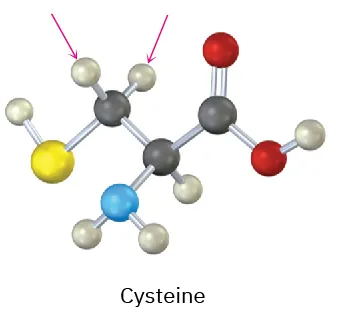 The ball-and-stick model of cysteine. The gray, black, blue, yellow, and red spheres represent hydrogen, carbon, nitrogen, sulfur, and oxygen atoms, respectively. Arrows point toward hydrogens at C 3.