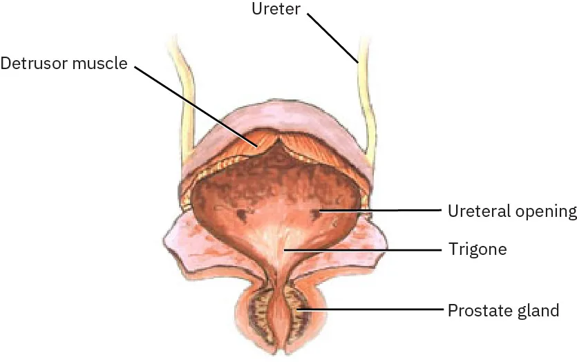 An anatomical illustration of the urinary bladder, labeling various parts including the ureter, peritoneum, detrusor muscle, submucosa, mucosa, fibrous connective tissue, internal urethral orifice, external urethral orifice, rugae, ureteral opening, trigone, and prostate gland.