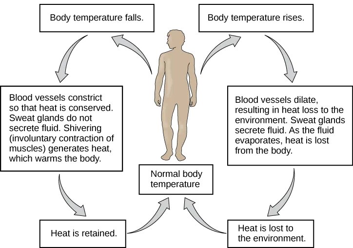 Flow chart shows how normal body temperature is maintained. If the body temperature rises, blood vessels dilate, resulting in loss of heat to the environment. Sweat glands secrete fluid. As this fluid evaporates, heat is lost from the body. As a result, the body temperature falls to normal body temperature. If body temperature falls, blood vessels constrict so that heat is conserved. Sweat glands do not secrete fluid. Shivering (involuntary contraction of muscles) releases heat which warms the body. Heat is retained, and body temperature increases to normal.