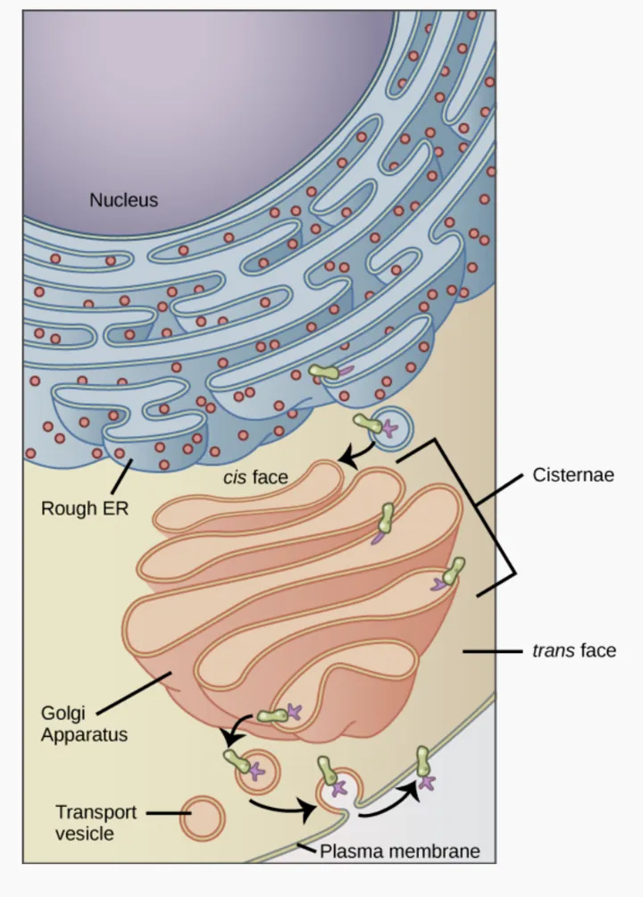 The upper left part of this figure shows the rough E R with an integral membrane protein embedded in it. The part of the protein facing the inside of the E R has a carbohydrate attached to it. The protein is shown leaving the E R in a vesicle that fuses with the cis side of the Golgi apparatus. The Golgi apparatus consists of several layers of membranes, called cisternae. As the protein passes through the cisternae, it is further modified by the addition of more carbohydrates. Eventually, it leaves the trans face of the Golgi in a vesicle. The vesicle fuses with the cell membrane so that the carbohydrate that was on the inside of the vesicle now faces the outside of the membrane. At the same time, the contents of the vesicle are ejected from the cell.
