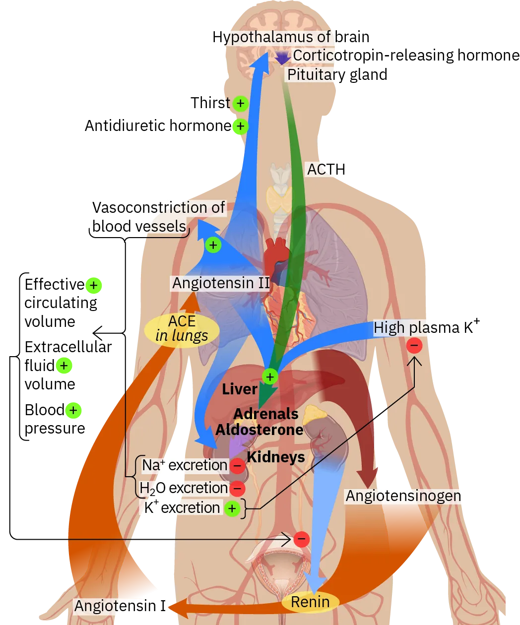 A diagram shows the path the renin-angiotensin-aldosterone system (RAAS) follows in the human body in response to low blood pressure. Organs that are involved in RAAS include the kidneys, liver, blood vessels, lungs, adrenal glands, pituitary gland, and the hypothalamus.