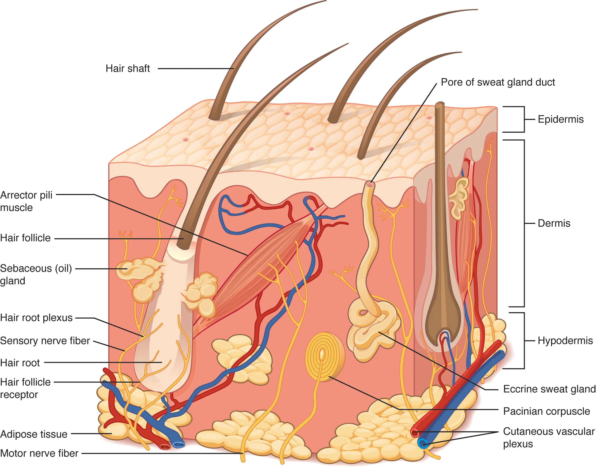 This illustration shows a cross section of skin tissue. The outermost layer is called the epidermis, and occupies one fifth of the cross section. Several hairs are emerging from the surface. The epidermis dives around one of the hairs, forming a follicle. The middle layer is called the dermis, which occupies four fifths of the cross section. The dermis contains an erector pilli muscle connected to one of the follicles. The dermis also contains an eccrine sweat gland, composed of a bunch of tubules. One tubule travels up from the bunch, through the epidermis, opening onto the surface a pore. There are two string-like nerves travelling vertically through the dermis. The right nerve is attached to a Pacinian corpuscle, which is a yellow structure consisting of concentric ovals similar to an onion. The lowest level of the skin, the hypodermis, contains fatty tissue, arteries, and veins. Blood vessels travel from the hypodermis and connect to hair follicles and erector pilli muscle in the dermis.