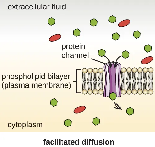 Facilitated diffusion. Description below.