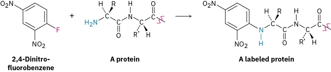 A reaction shows 2,4-dinitrofluorobenzene reacting with a protein to yield a labeled protein.