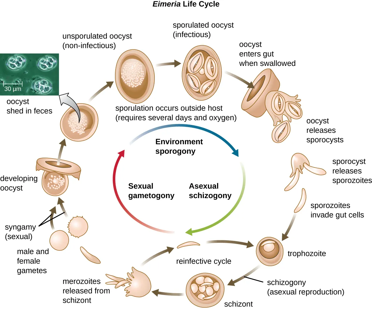 Eimera life cycle. Description below.