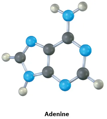 The ball and stick model of adenine