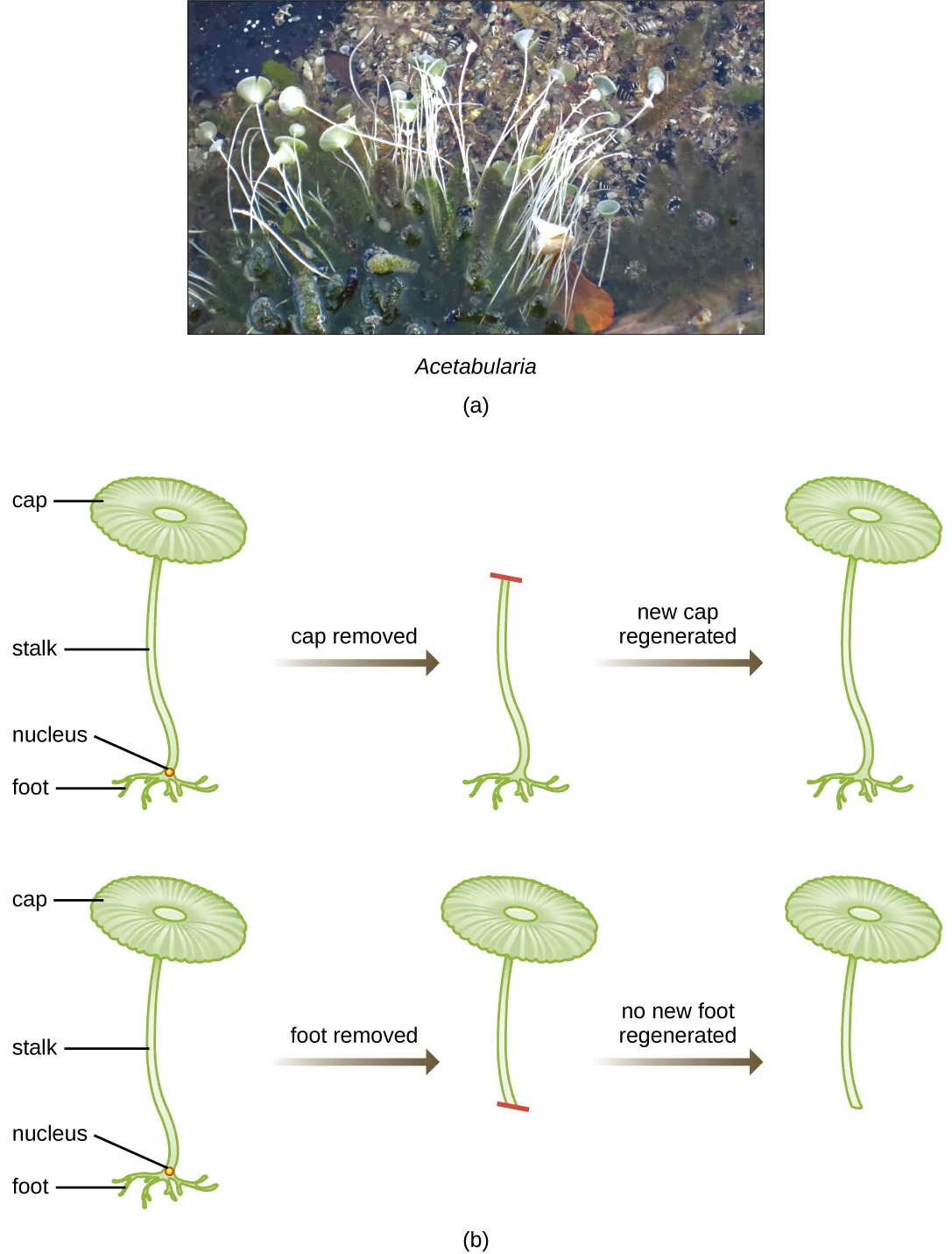 Acetabularia photos and diagram. Description in caption.