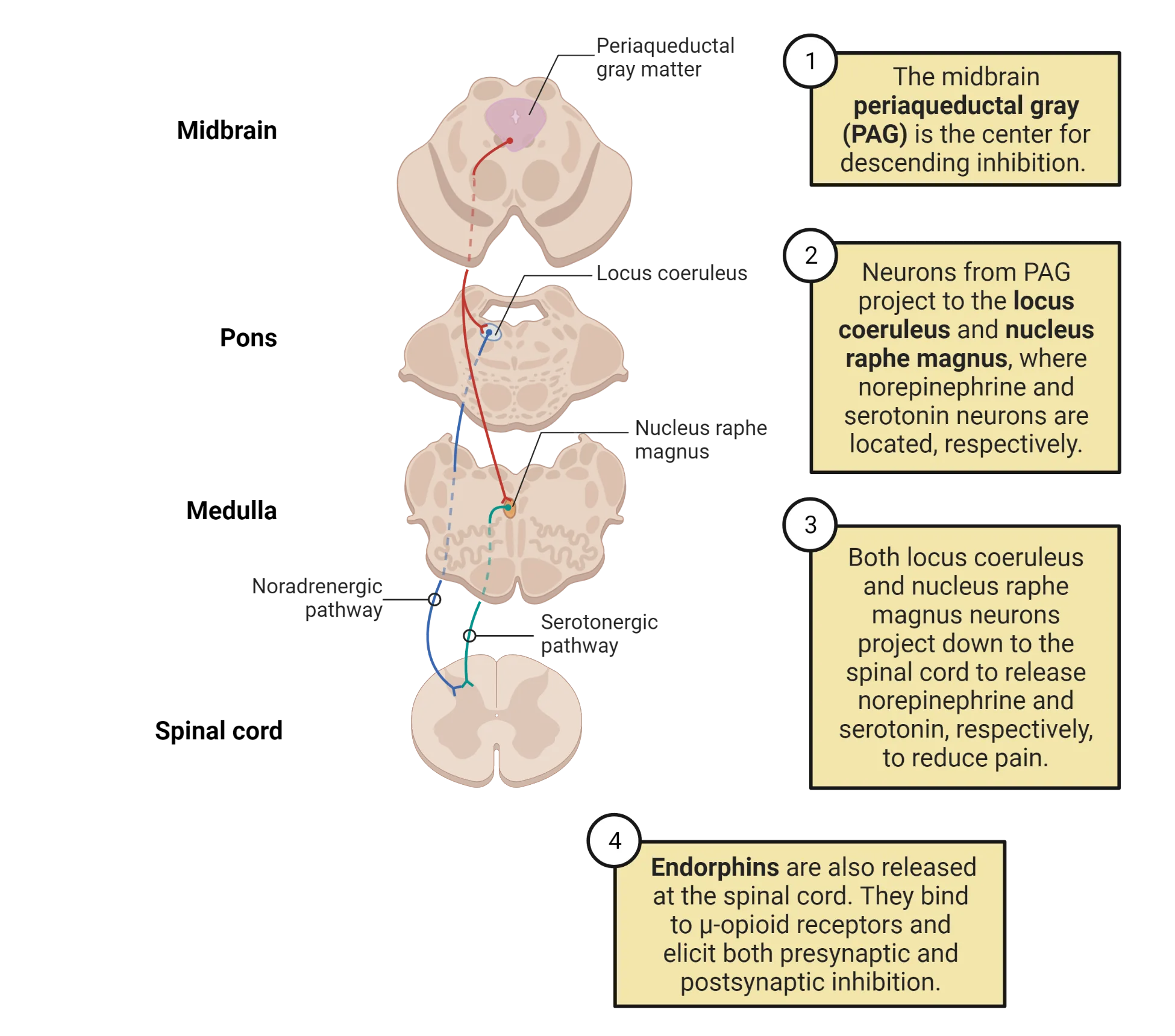 Anatomical diagram of horizontal spinal cord and brainstem sections with descending pain pathways diagrammed.