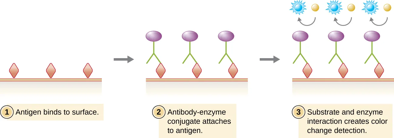 Enzyme immunoassays. Description below.