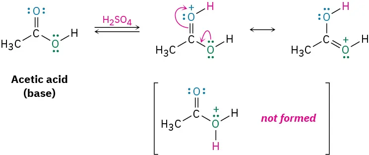 In a reversible reaction, acetic acid (base) reacts with sulfuric acid to form two resonance structures of a protonated product. The not formed product shows protonation on single bonded oxygen.