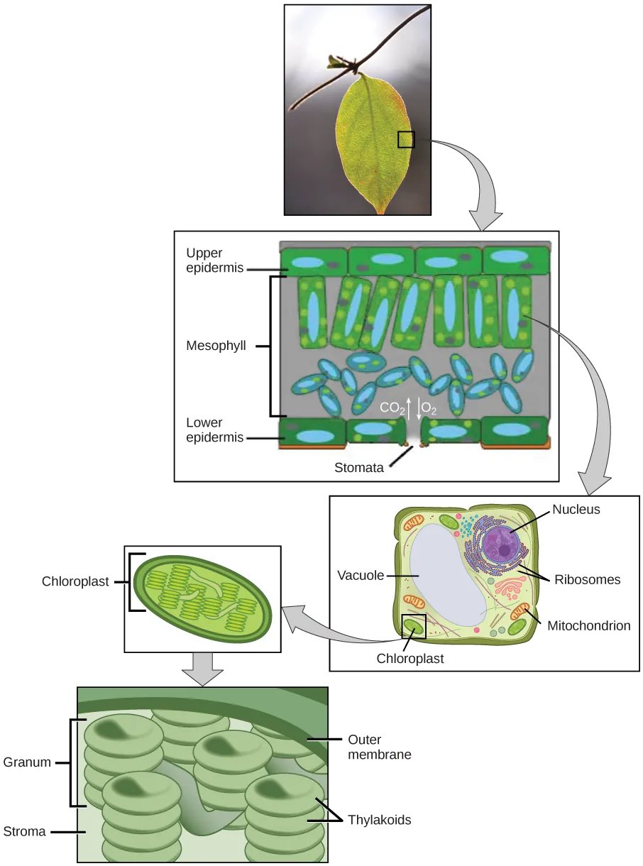 The upper part of this illustration shows a leaf cross-section. In the cross-section, the mesophyll is sandwiched between an upper epidermis and a lower epidermis. The mesophyll has an upper part with rectangular cells aligned in a row, and a lower part with oval-shaped cells. An opening called a stomata exists in the lower epidermis. The middle part of this illustration shows a plant cell with a prominent central vacuole, a nucleus, ribosomes, mitochondria, and chloroplasts. The lower part of this illustration shows the chloroplast, which has pancake-like stacks of membranes inside.