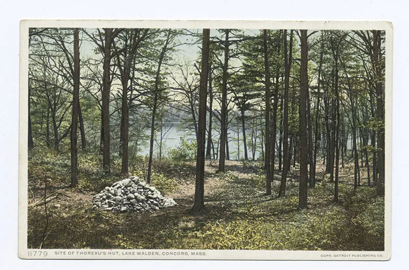 Thoreau built his cabin in a wooded area near Lake Walden, Concord Massachusetts.