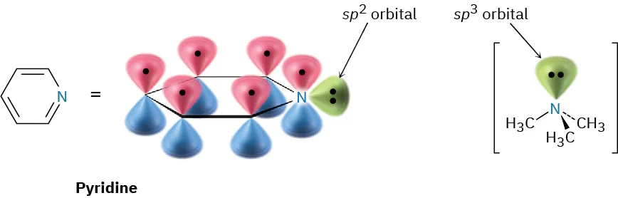 Structure and orbital representations of pyridine and trimethylamine. The orbital containing the nonbonding pair on each nitrogen is labeled (s p 2 and s p 3 respectively).