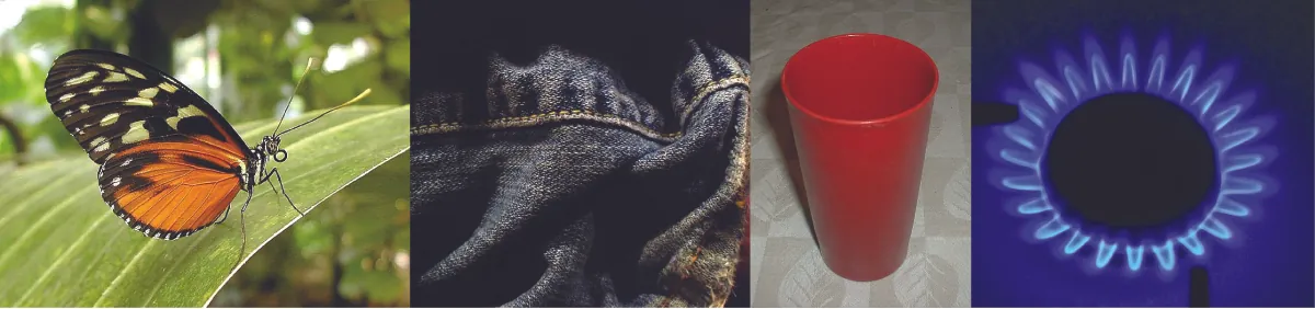 This figure includes four photographs. The first is of an orange and black butterfly on a large leaf. The second shows a seam on a worn pair of blue jeans. The third image is of a red plastic drinking cup. The last image shows the blue flames of a lit burner on a gas stove.