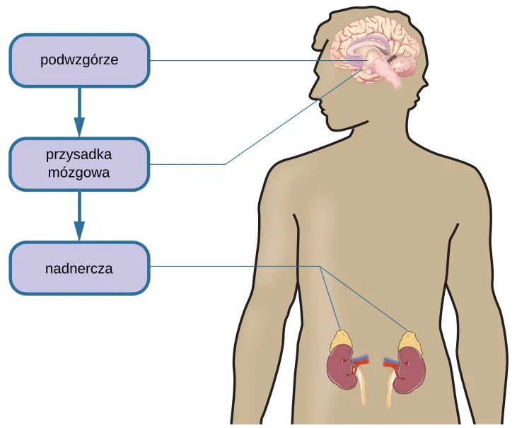 A figure shows an outline of the human body that indicates various parties of the body related to the hypothalamic-pituitary-adrenal axis. The hypothalamus, pituitary gland, and adrenal glands are labeled. There is an arrow from hypothalamus to pituitary gland and another arrow from pituitary gland to adrenal glands. These arrows represent the flow between these organs.