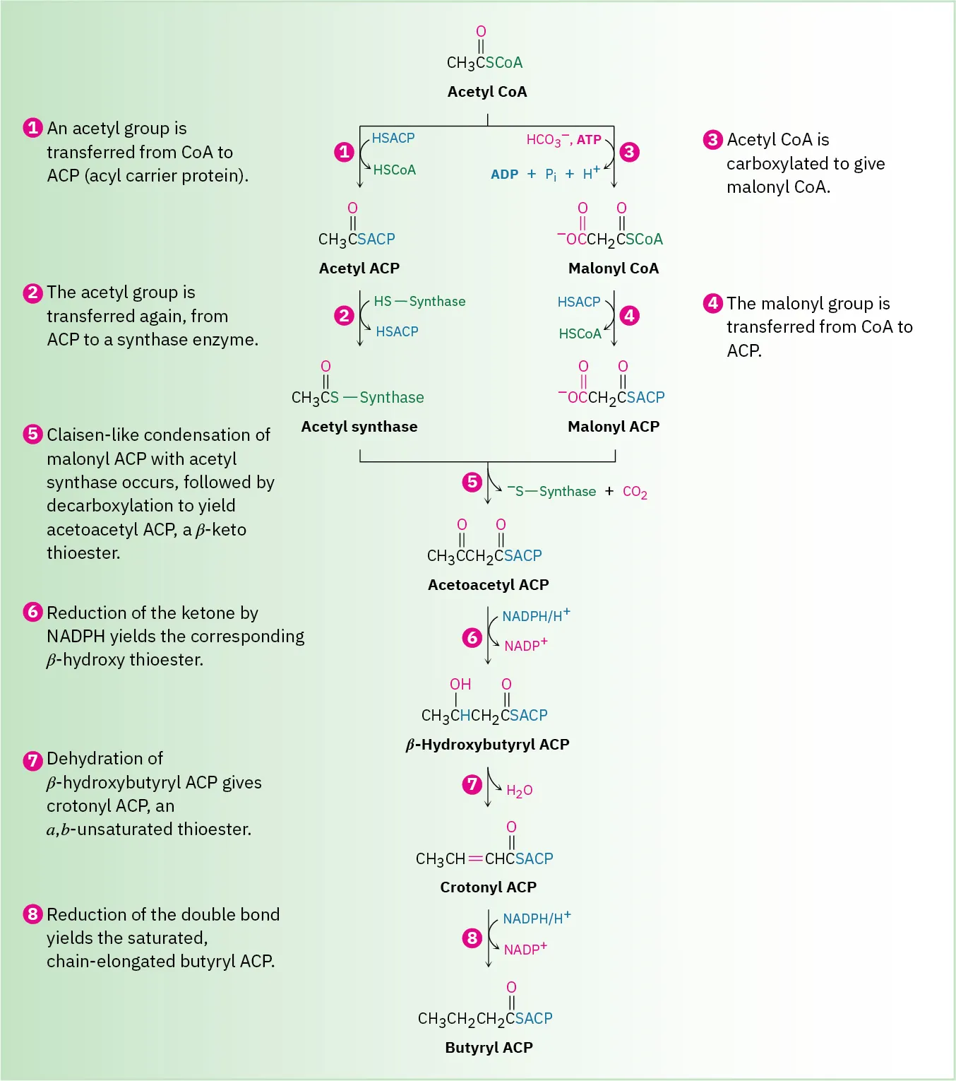 Fatty acid biosynthesis of butyryl A C P from acetyl-coenzyme A involves a series of trans-esterifications, Claisain-like condensations, ketone reduction, dehydration, and double bond reduction.