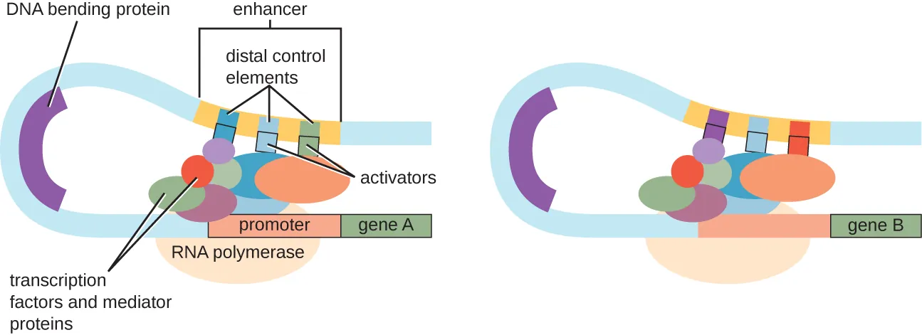 DNA looping facilitated between an enhancer and a promoter. Description below.