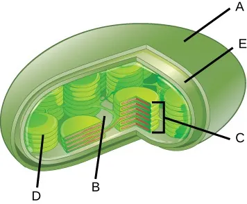 A chloroplast is shown. Letter A points to the outermost surface of the chloroplast. Letter E points to the inner covering directly underneath the outermost surface. Letter C points to a stack of green, flattened disks. Letter B points to the space surrounding the green stacks of flattened disks. Letter D points to a single disk within one of the stacks of flattened disks.