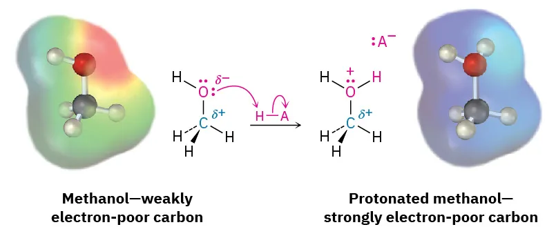 A reaction shows methanol (weakly electron-poor carbon) reacting with H A to form protonated methanol (strongly electron-poor carbon). The electrostatic potential maps of both species are also depicted.