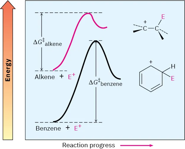 The energy diagram shows curves for the reactions of and electrophile with benzene and with an alkene. The carbocation intermediate formed with benzene is loweer in energy than that from the alkene.