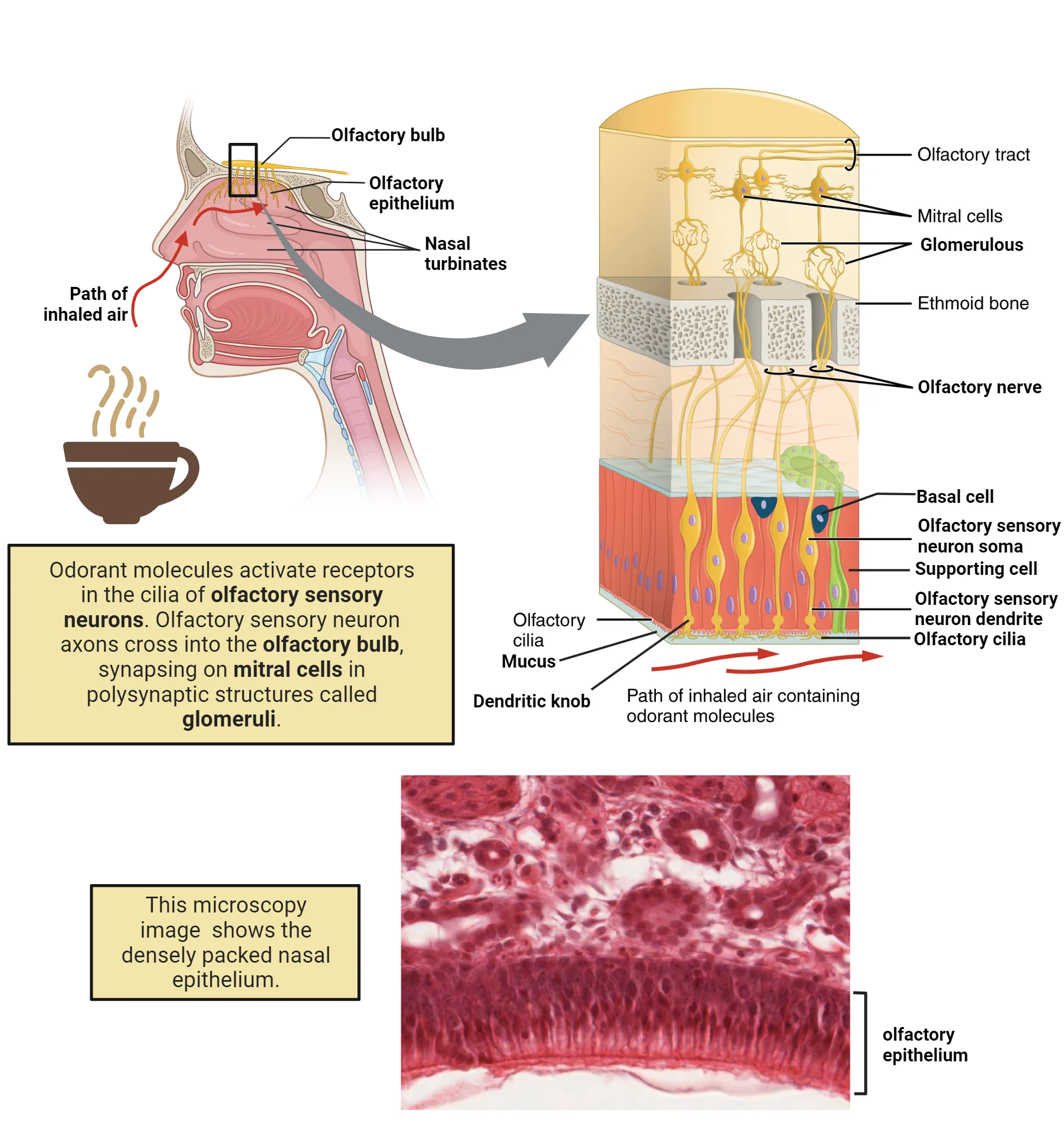 The top left panel of this image shows the side view of a person’s face with a cup containing a beverage underneath the nose. The image shows how the aroma of the beverage passes through the nasal cavity. The top right panel shows a detailed ultrastructure of the olfactory bulb. The bottom panel shows a micrograph of the nasal cavity.