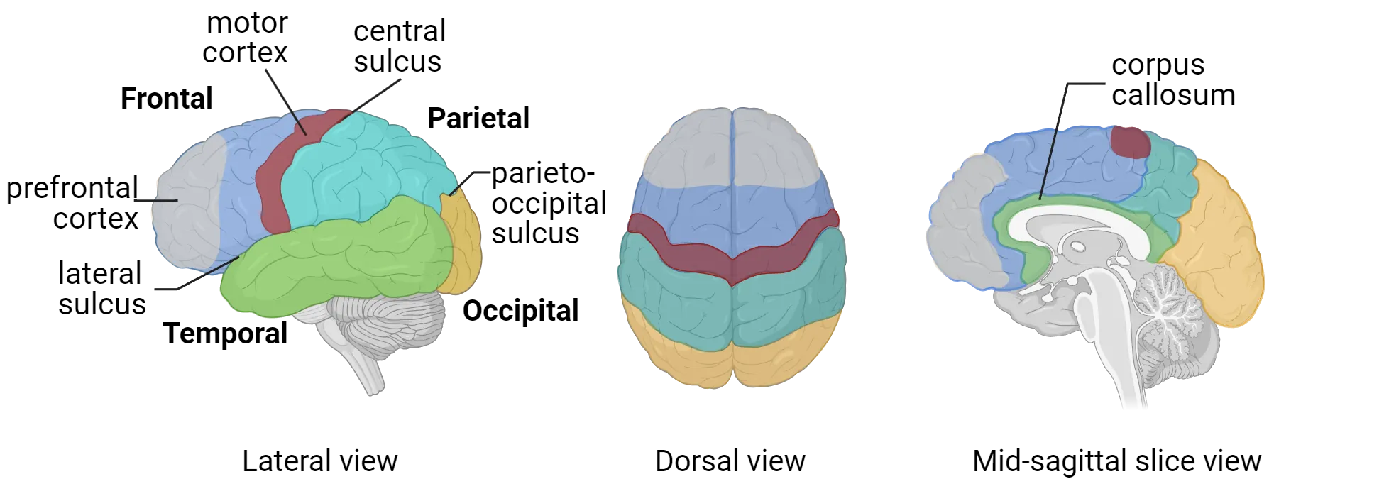 Diagrams of human brain shown as lateral surface, dorsal surface and midsagittal slice views. The major regions/lobes described in the main text are labeled.