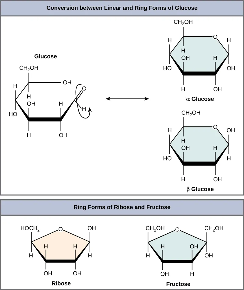 The conversion of glucose between linear and ring forms is shown. The glucose ring has five carbons and an oxygen. In alpha glucose, the first hydroxyl group is locked in a down position, and in beta glucose, the ring is locked in an up position. Structures for ring forms of ribose and fructose are also shown. Both sugars have a ring with four carbons and an oxygen.