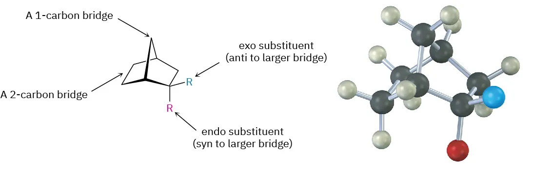 A 7-membered bicyclic ring with C 2 bonded to an axial R group (endo) and an equatorial R group (exo).. To the right, the ball-and-stick model of 7-membered bicyclic ring is depicted.