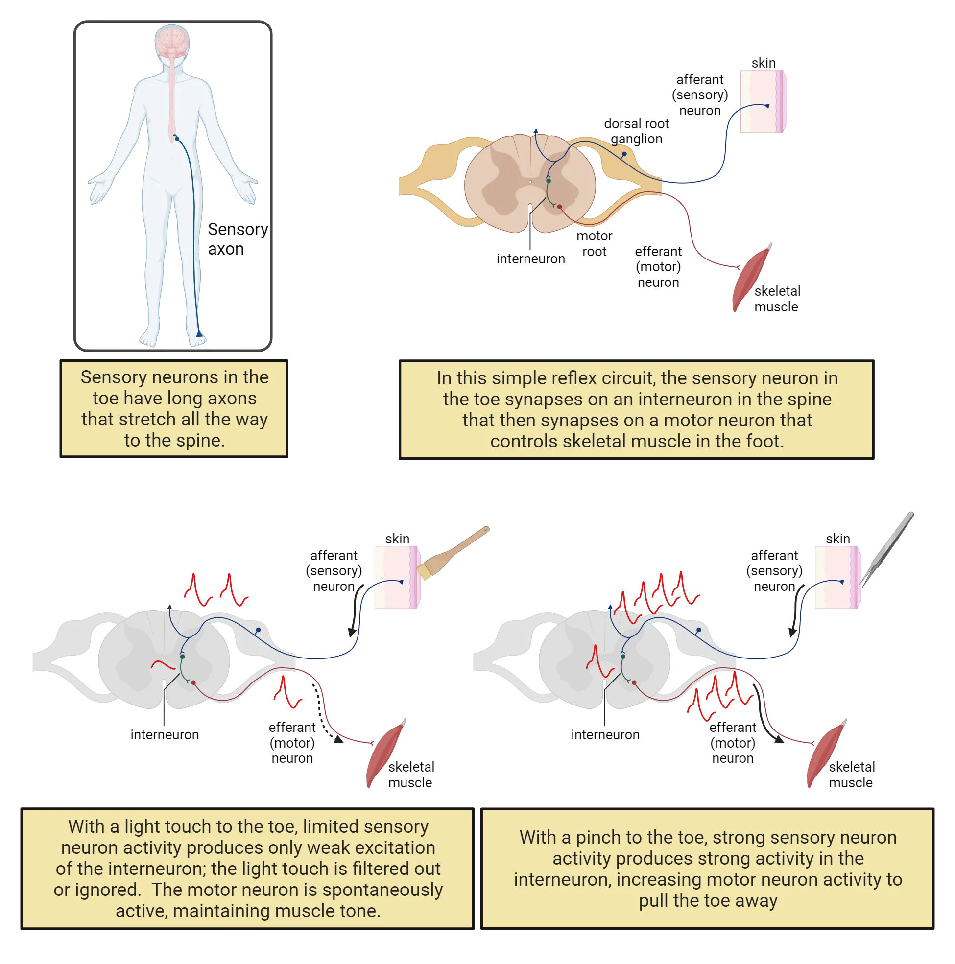 Top left: Diagram of human body with brain and spinal cord showing neuron path from spinal cord to foot. Top right: diagram of spinal cord section showing input neuron from skin, connecting interneuron and output neuron to muscle. Bottom left: diagram of spinal cord section showing input neuron from skin, connecting interneuron and output neuron to muscle. Skin is stimulated and action potentials are present throughout circuit. Bottom right: diagram of spinal cord section showing input neuron from skin, connecting interneuron and output neuron to muscle. Skin is pinched and action potentials are present at high frequency throughout circuit.