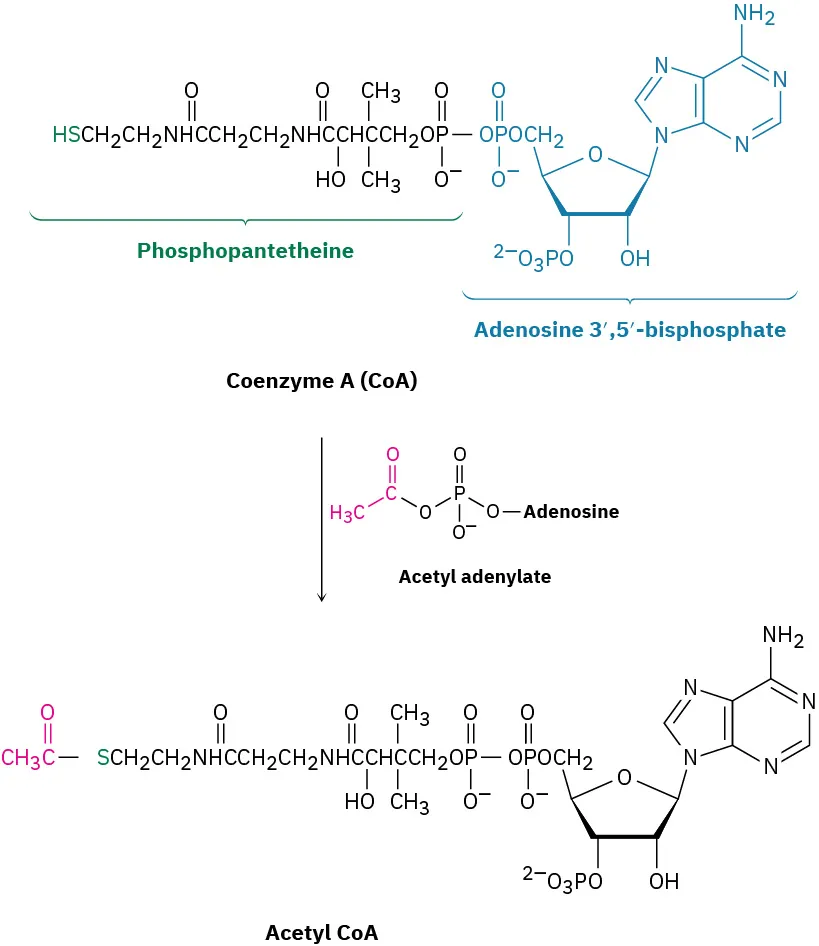 The reaction shows the conversion of coenzyme A to acetyl coenzyme A on reaction with acetyl adenylate. The product is a thioester with C O S linkage.