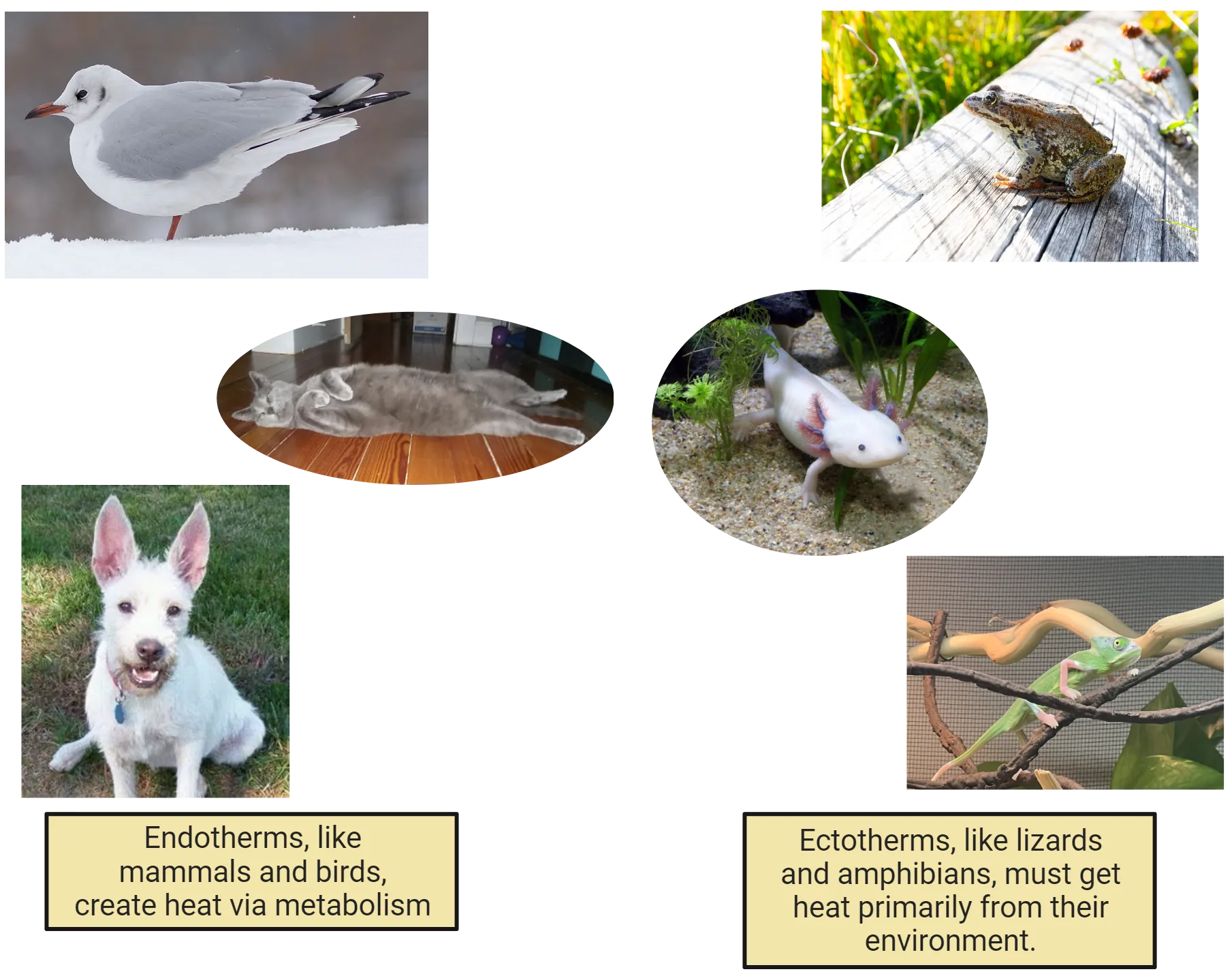 Photos of endotherms (bird, cat, dog) and ectotherms (frog, axolotl, chameleon). Endotherms, like mammals and birds, create heat via metabolism. Ectotherms, like lizards and amphibians, must get heat primarily from their environment.