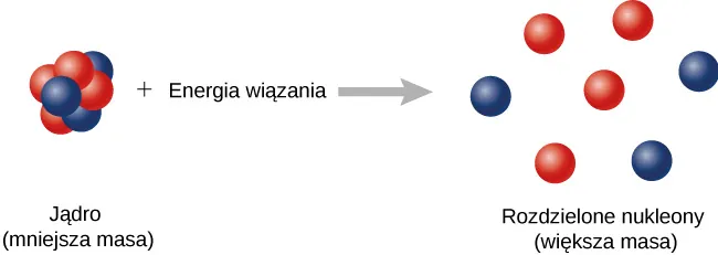 Rysunek przedstawia reakcję. Lewa strona przedstawia jądro i energię wiązania. Jądro to ma postać ciasno upakowanych protonów i neutronów i jest opisane jako: mniejsza masa. Po prawej stronie przedstawiono jądro z luźno ułożonymi protonami i neutronami, opisane jako: rozdzielone nukleony, większa masa.