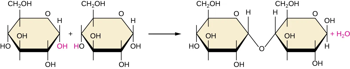 Dehydration synthesis.