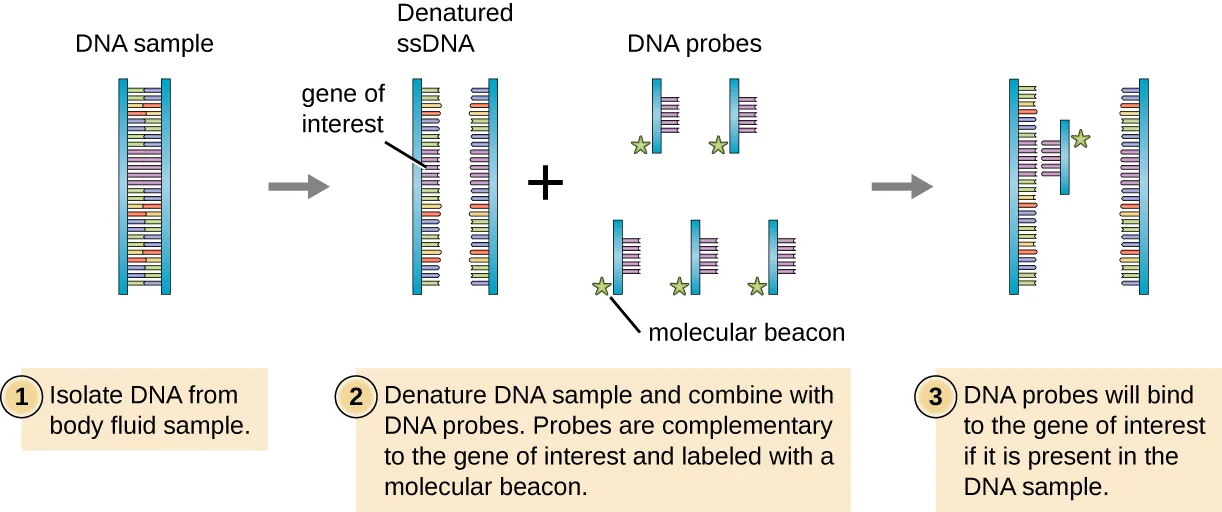 A diagram of DNA probe. Description below.