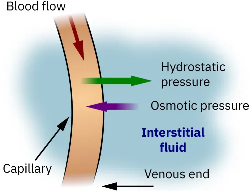 A diagram showing capillary microcirculation.