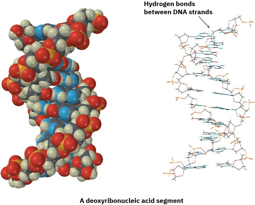 The space-filling model and chemical structure of a deoxyribonucleic acid segment, featuring hydrogen bonds between both strands.