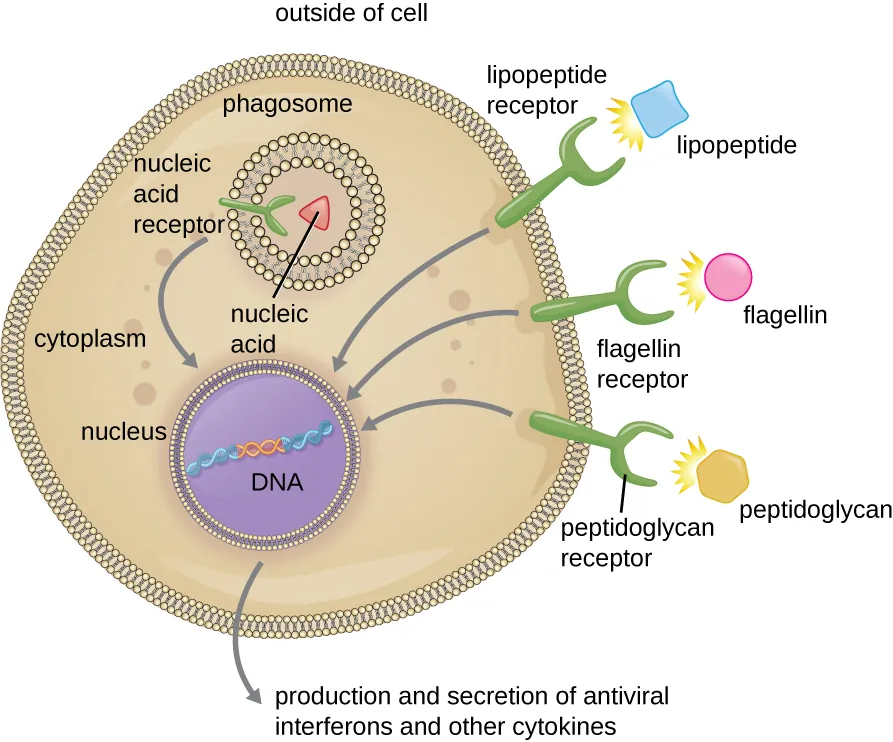 A cell with three receptors. Description below.
