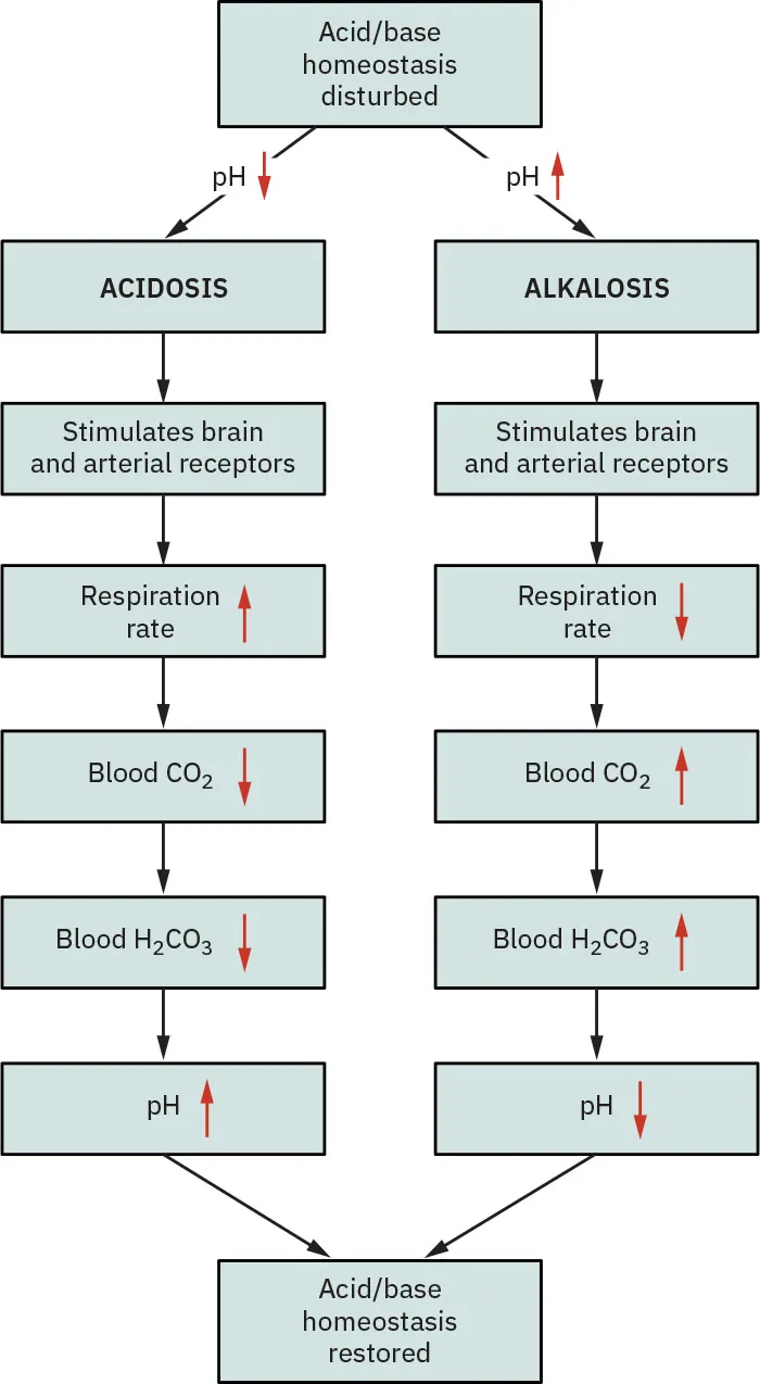 A flow chart is shown. The chart flows from top to bottom. At the top is a box labeled” Acid/Base homeostasis disturbed.” There are two arrows from this box, one leading to the left marked “pH↓” and the other to the right marked “pH↑.” Along the left the boxes read: “ACIDOSIS,” "Stimulates brain and arterial receptors,” “Respiration rate ↑,” “Blood CO2 ↓,” “Blood H2CO3 ↓,” “pH↑.” On the right the boxes read: “ALKALOSIS,” “Stimulates brain and arterial receptors,” “Respiration rate ↓,” “Blood CO2 ↑,” “Blood H2CO3 ↑,” “pH↓.” Both columns point to a final box “Acid/base homeostasis restored.”