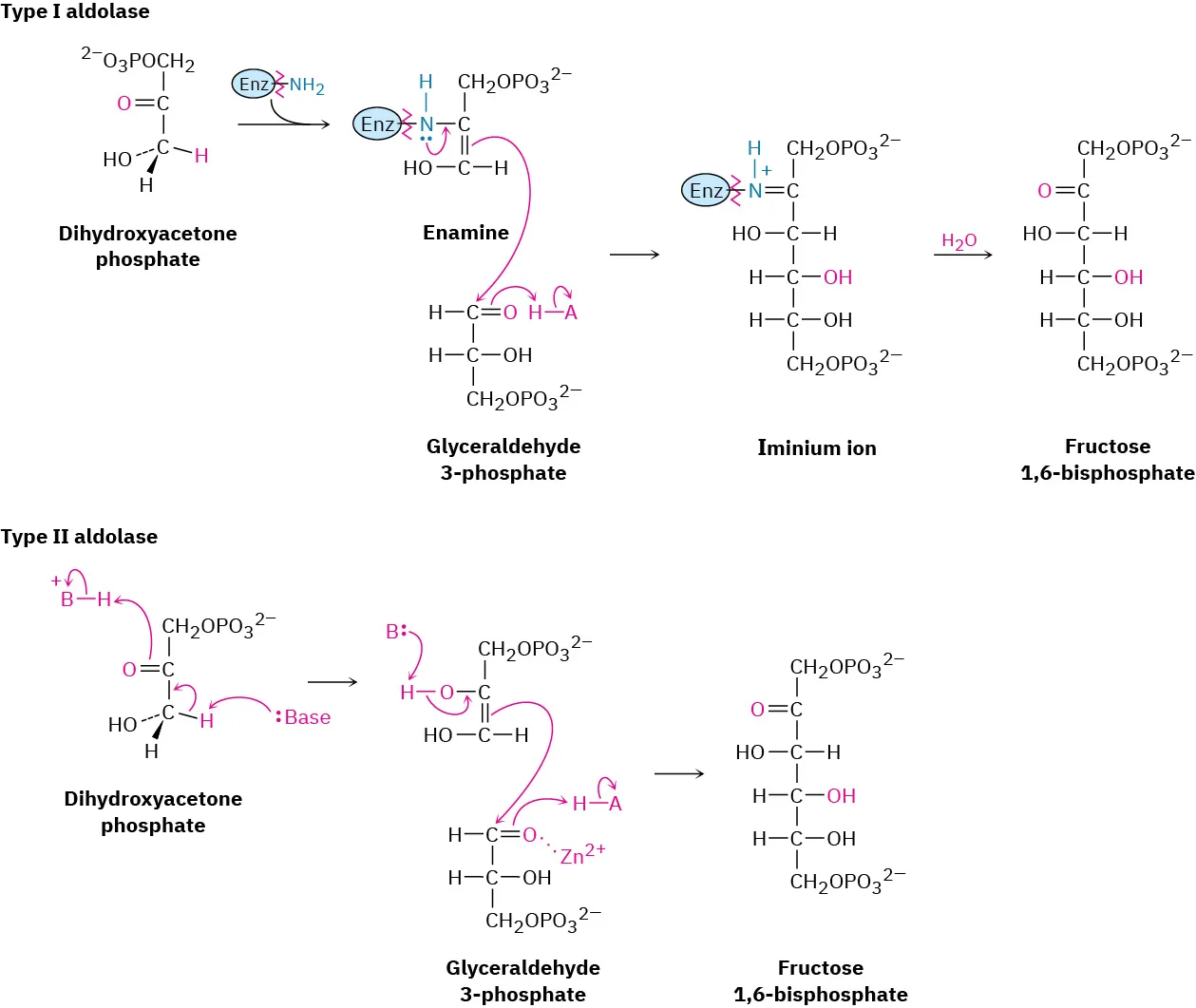 The scheme shows type one and two aldolase reactions. In both, dihydroxyacetone phosphate reacts with glyceraldehyde-3-phosphate yielding fructose 1,6-bisphosphate. Iminium ion is formed in type one on hydrolysis yields product.