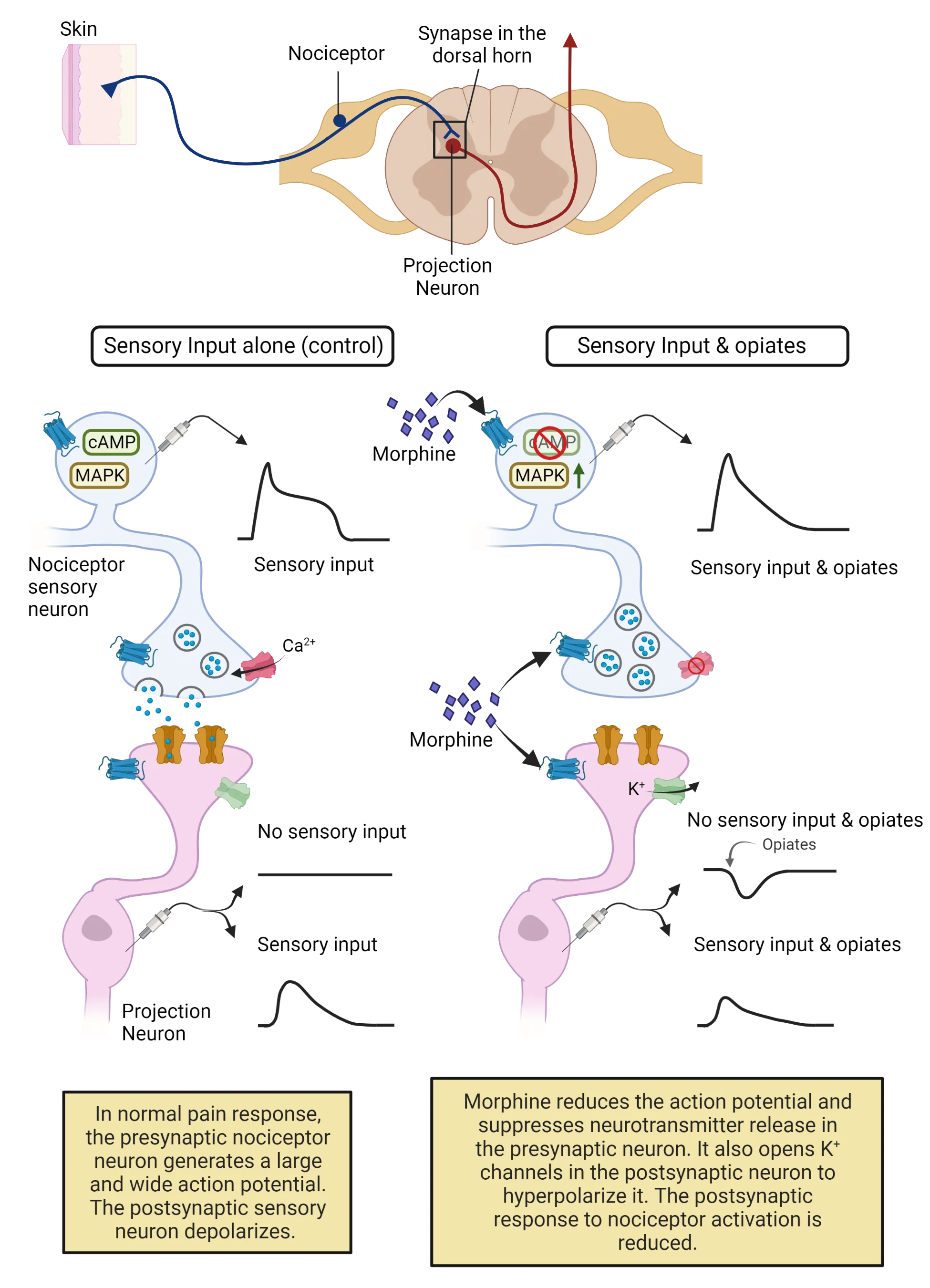 Left: Diagram of a nociceptor sensory neuron synapsing on a projection neuron. Line drawing of sensory input recording shows depolarization in nociceptor. Line drawing of potential in projection neuron shows a flat line for no sensory input and a depolarization in the presence of sensory input. Right: Diagram of a nociceptor sensory neuron synapsing on a projection neuron with morphine present andinteracting with receptors on both neurons. Line drawing of sensory input recording shows depolarization in nociceptor. Line drawing of potential in projection neuron shows hyperpolarization for no sensory input and only a small depolarization in the presence of sensory input.