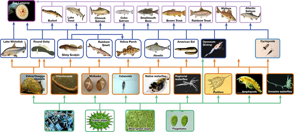 The bottom level of the illustration shows primary producers, which include diatoms, green algae, blue-green algae, and flagellates. The next level includes the primary consumers that eat primary producers. These include invertebrates such as waterfleas and mussels. Primary consumers are in turn eaten by secondary consumers, which are typically small fish and shrimp. The small fish are eaten by larger fish, the tertiary, or apex consumers. Finally, all fish are eaten by the sea lamprey. For the most part, every organism at a given level eats every organism in the level below and nothing else, but there are exceptions. For example, not all secondary consumers eat all primary consumers. Lake whitefish only eat zebra and quagga mussels, round goby eat all primary consumers, and the other secondary consumers eat every primary consumer except for the zebra and quagga mussels. The secondary consumer yellow perch eats two other secondary consumers from its own level, the slimy sculpin and the rainbow smelt, in addition to eating primary consumers from the level below. Some organisms can also skip a level. The secondary consumer opossum shrimp eats most primary consumers in the level immediately below and all of the primary producers two levels below. Sea lamprey eat all tertiary and secondary consumers. Thus, the food web is complex with interwoven layers.