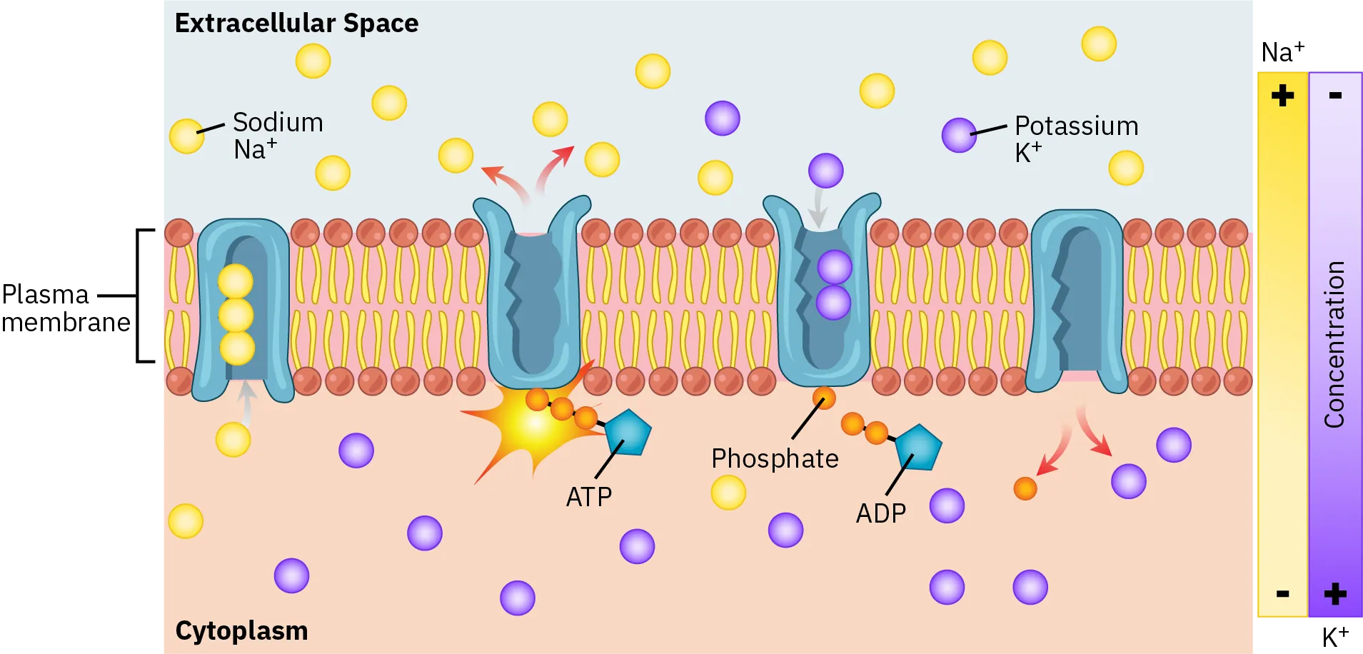 Many sodium U-shaped potassium pumps are embedded in the cell membrane. Potassium is pumped into the cytoplasm and sodium is pumped out of the cytoplasm.