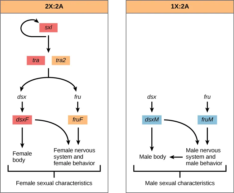 The left diagram is titled 2 X colon 2 A. It is a flow chart that begins at the top with s x l. There is a downward arrow under s x l that leads to 2 other boxes. An arrow also loops back to s x l. The two boxes under the downward arrow are labelled t r a on the left and t r a 2 on the right. A single line stretches downward from between the two boxes and then divides into two lines. The left branch goes to a label d s x. This, in turn, has a downward arrow to a box labelled d s x F. Under the d s x F box, there are two additional arrows. The left arrow points to the label Female body. The right arrow points to the label Female nervous system and female behavior. Going back up to the single line that splits into two, the right branch goes to a labeled f r u F. This, in turn, has a downward arrow pointing to the label Female nervous system and female behavior. At the very bottom of the diagram, the previously mentioned labels Female body and Female nervous system and female behavior are enclosed in a bracket with the label Female sexual characteristics. The right diagram is titled 1 X colon 2 A. The left branch of the diagram starts with the label d s x, which has a downward pointing arrow to the box d s x M. From this box, one arrow points downward to the label Male body. A second arrow points to the right to the label Male nervous system and male behavior. This label also has a left arrow pointing back to the Male body label. The right branch of the diagram starts with the label f r u, which has a downward pointing arrow to the box f r u M. This box, in turn, has a downward pointing arrow to the label Male nervous system and male behavior. At the very bottom of the diagram, the previously mentioned labels Male body and Male nervous system and male behavior are enclosed in a bracket with the label Male sexual characteristics.