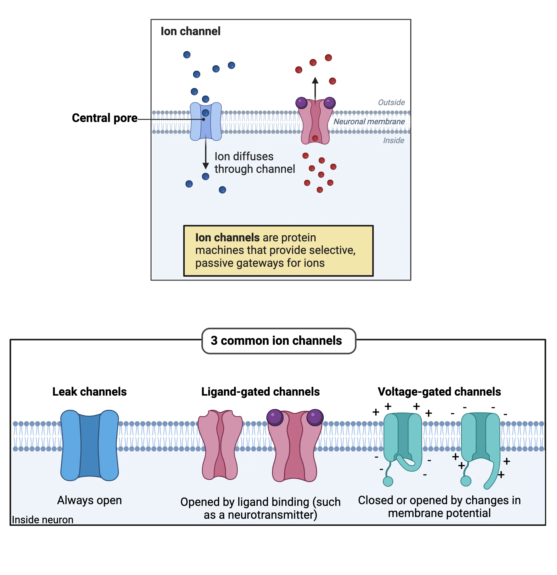 Top: Diagram of a cell membrane. Ions are shown inside and outside the cell.  Ion channels shown allowing ions across the membrane. Arrows indicate direction of diffusion.. Bottom: Diagram of a cell membrane. Ions are shown inside and outside the cell.  Leak, ligand-gated and voltage gated channels are shown.