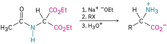 Three-step reaction to form an R-substituted alpha amino acid via diethylacetamidomalonate reaction with sodium ethoxide, an alkyl halide (R X), and hydronium ion decarboxylation.