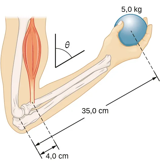La figura es el esquema de un antebrazo, rotado alrededor del codo. Se sostiene un balón de 5 kilos en la palma de la mano. La distancia entre el codo y el balón es de 35 centímetros. La distancia entre el codo y el músculo bíceps, que causa un torque alrededor del codo, es de 4 centímetros. El antebrazo forma un ángulo theta con el brazo.
